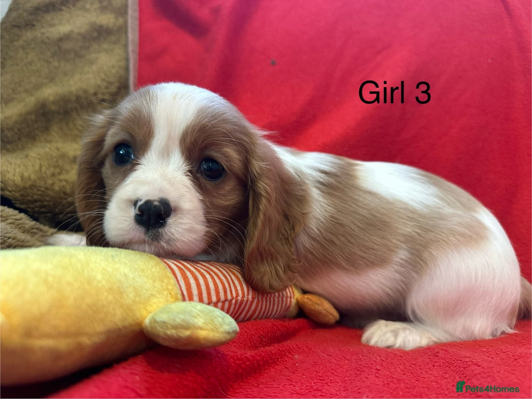 Cavalier King Charles Spaniel dogs for sale: Gorgeous Cavalier King Charles Spaniel puppies - Advert 15