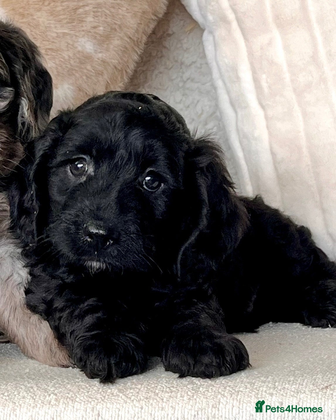 Cockapoo dogs Beautiful Cockapoo puppies  - Advert 2
