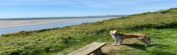 Mixed Breed dogs for sale: King Bryn  - Advert 5
