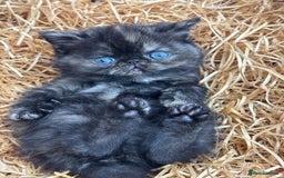 Exotic cats for sale: FEMALE SMOKE TORTOISESHELL EXOTIC KITTEN ( RARE) - Image 2