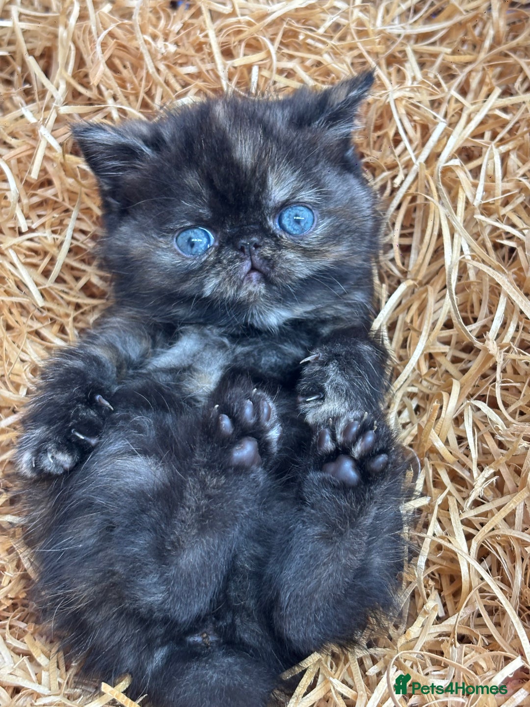 Exotic cats for sale: FEMALE SMOKE TORTOISESHELL EXOTIC KITTEN ( RARE) - Image 2