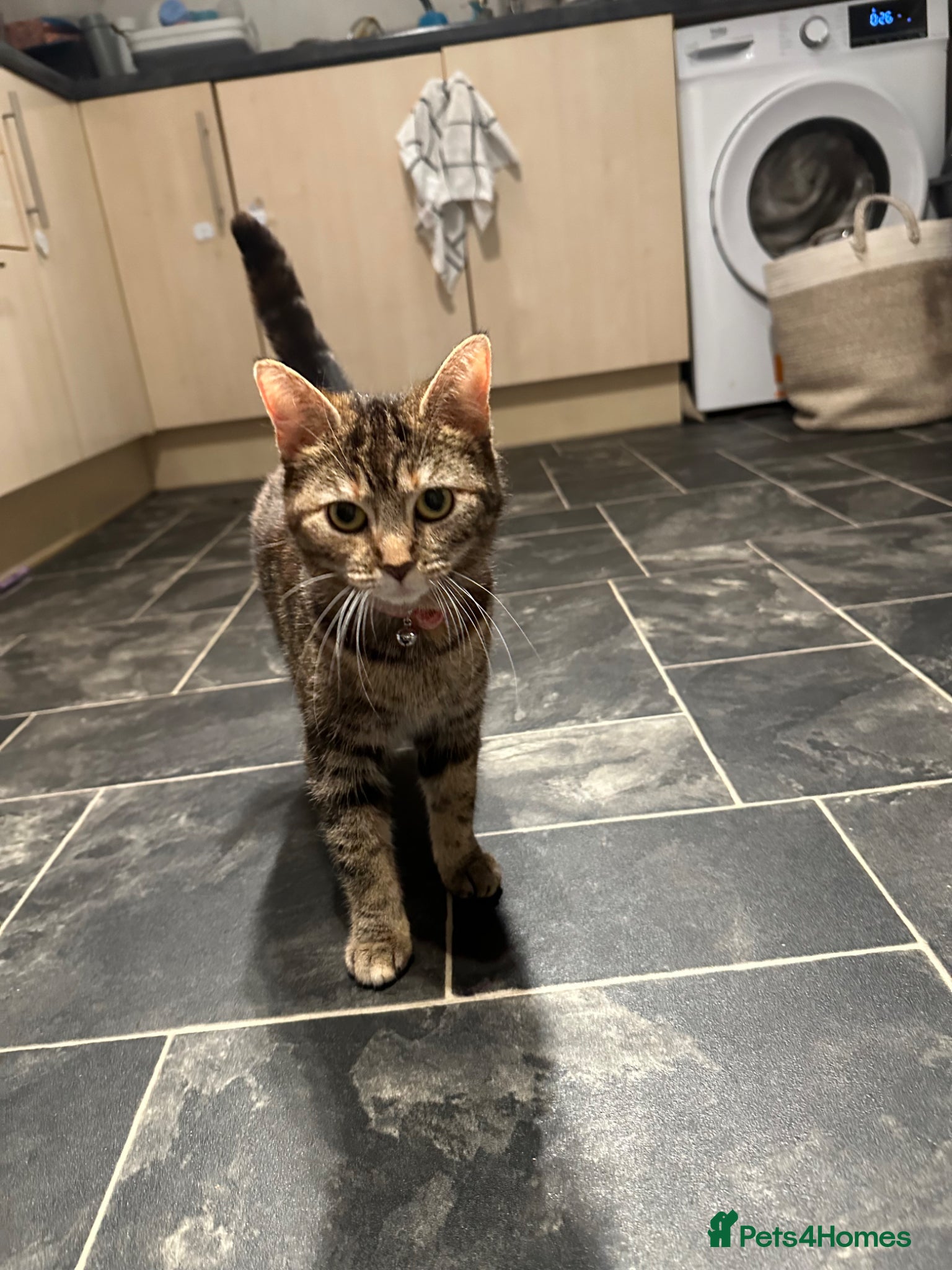 Domestic Shorthair cats Kittens for same  - Advert 4