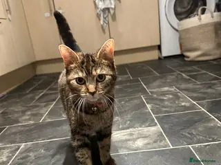 Domestic Shorthair cats Kittens for same - Advert 4