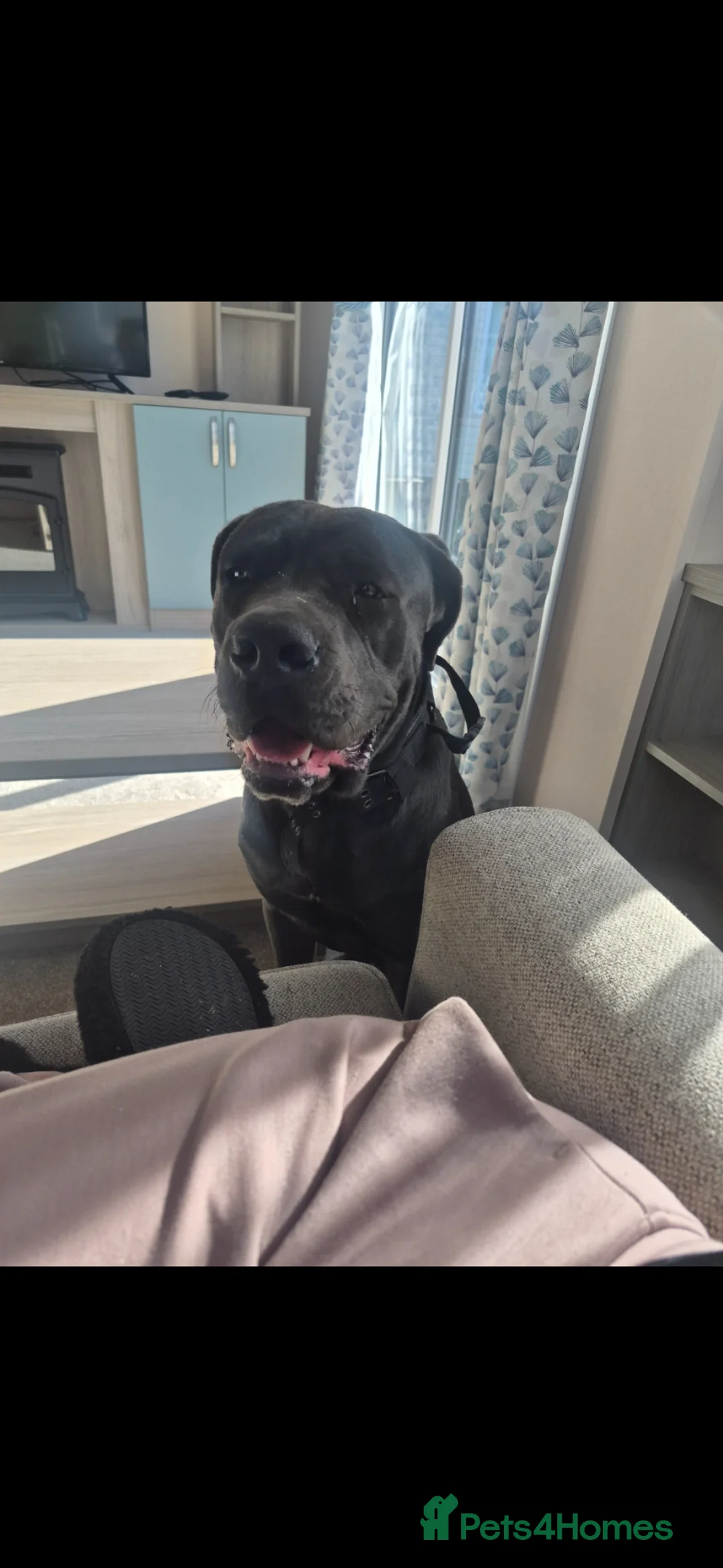 Cane Corso dogs for sale: 11 month old cane corso  - Advert 1