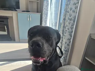 Cane Corso dogs 11 month old cane corso - Advert 1