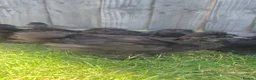 Chickens poultry for sale: Black Silkies  in Brierley Hill - Advert 4