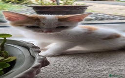Mixed Breed cats for sale: 3 beautiful playful kittens ready for rehome - Image 2