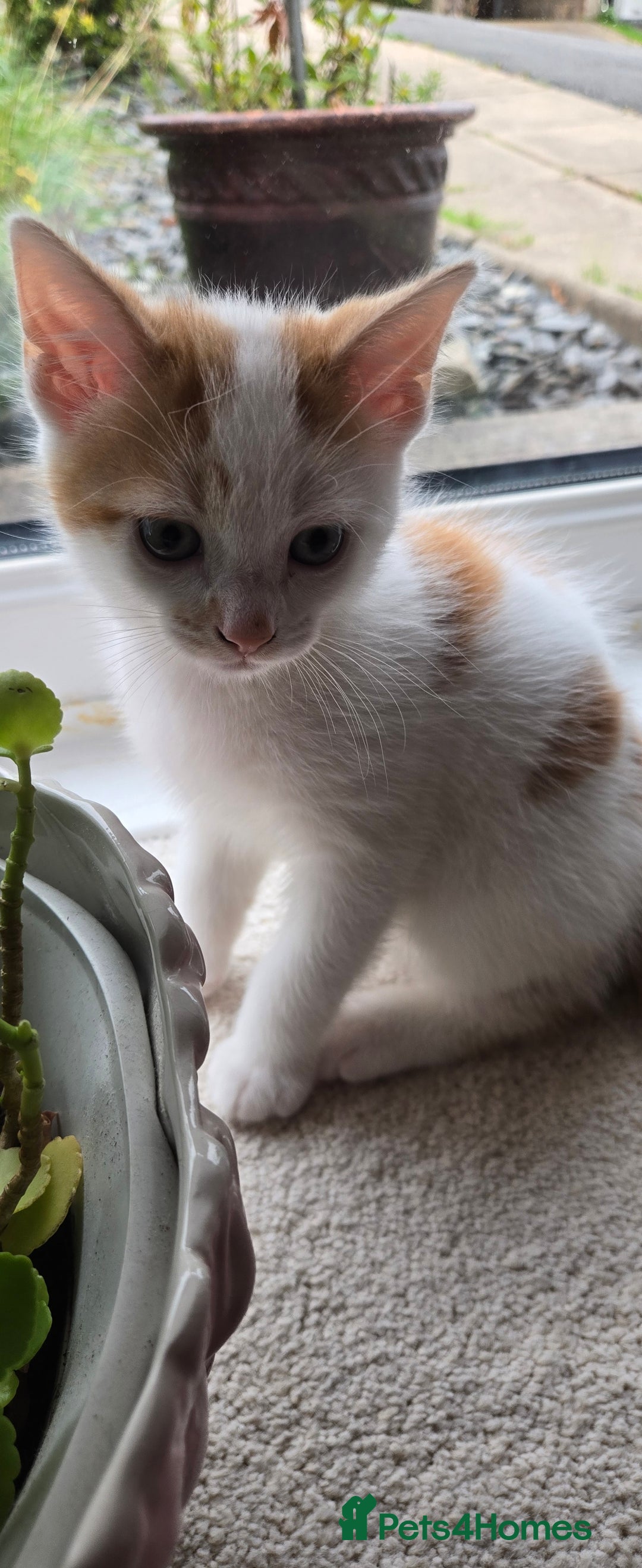 Mixed Breed cats for sale: 3 beautiful playful kittens ready for rehome - Image 2