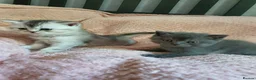 Scottish Fold cats for sale: 🐾 Adorable Scottish Fold Kittens  - Advert 12