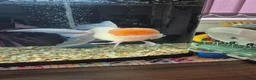 Fancy Goldfish fish for sale: GIANT ORANDA - Advert 3