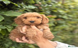 Cockapoo dogs for sale: Adorable F1 Cockapoo puppies - Image 7