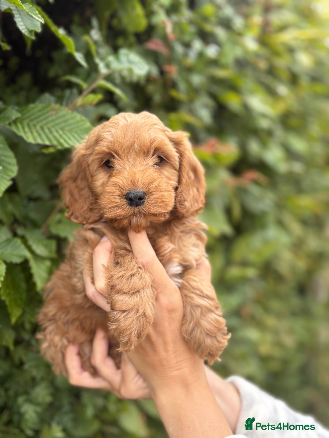 Cockapoo dogs for sale: Adorable F1 Cockapoo puppies - Image 7