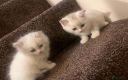 British Shorthair cats for sale: British shorthair  - Image 7