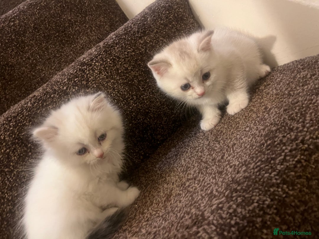 British Shorthair cats for sale: British shorthair  - Image 7