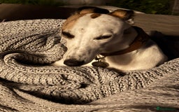 Whippet dogs for sale: K.c2 year old male whippet kennel club registered  - Image 10