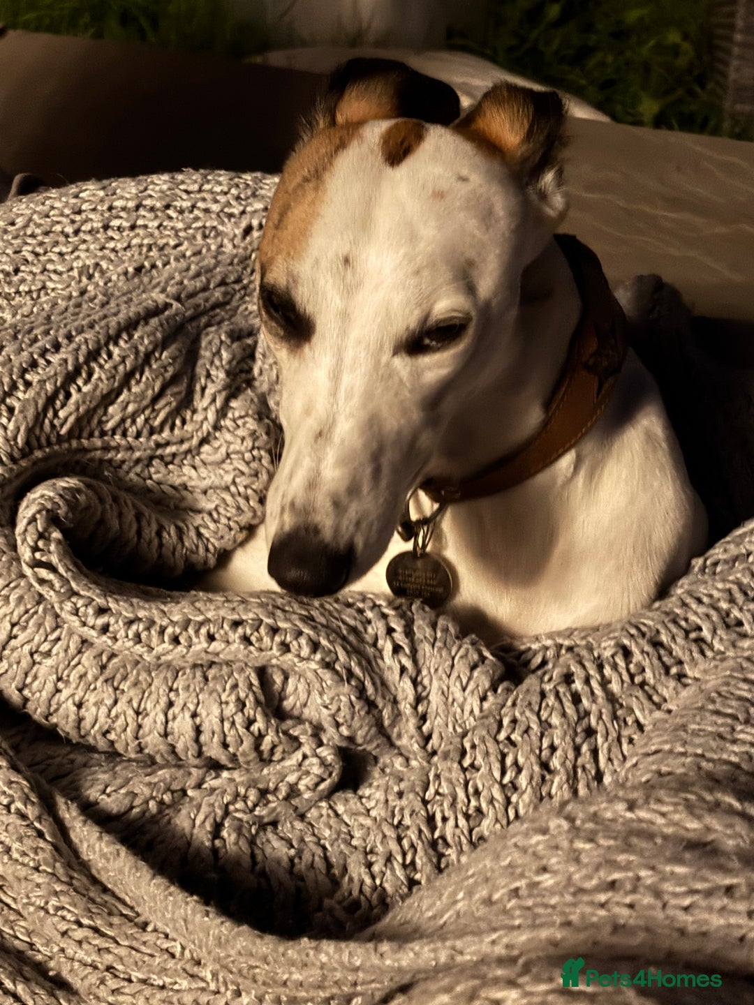 Whippet dogs for sale: K.c2 year old male whippet kennel club registered  - Image 10
