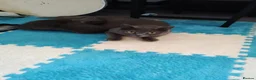 Mixed Breed cats for sale: Adorable Kittens for Sale – 2 Boys, 1 Girl  - Advert 12