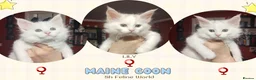 Maine Coon cats for sale: Maine Coon Kittens in Manchester - Advert 3