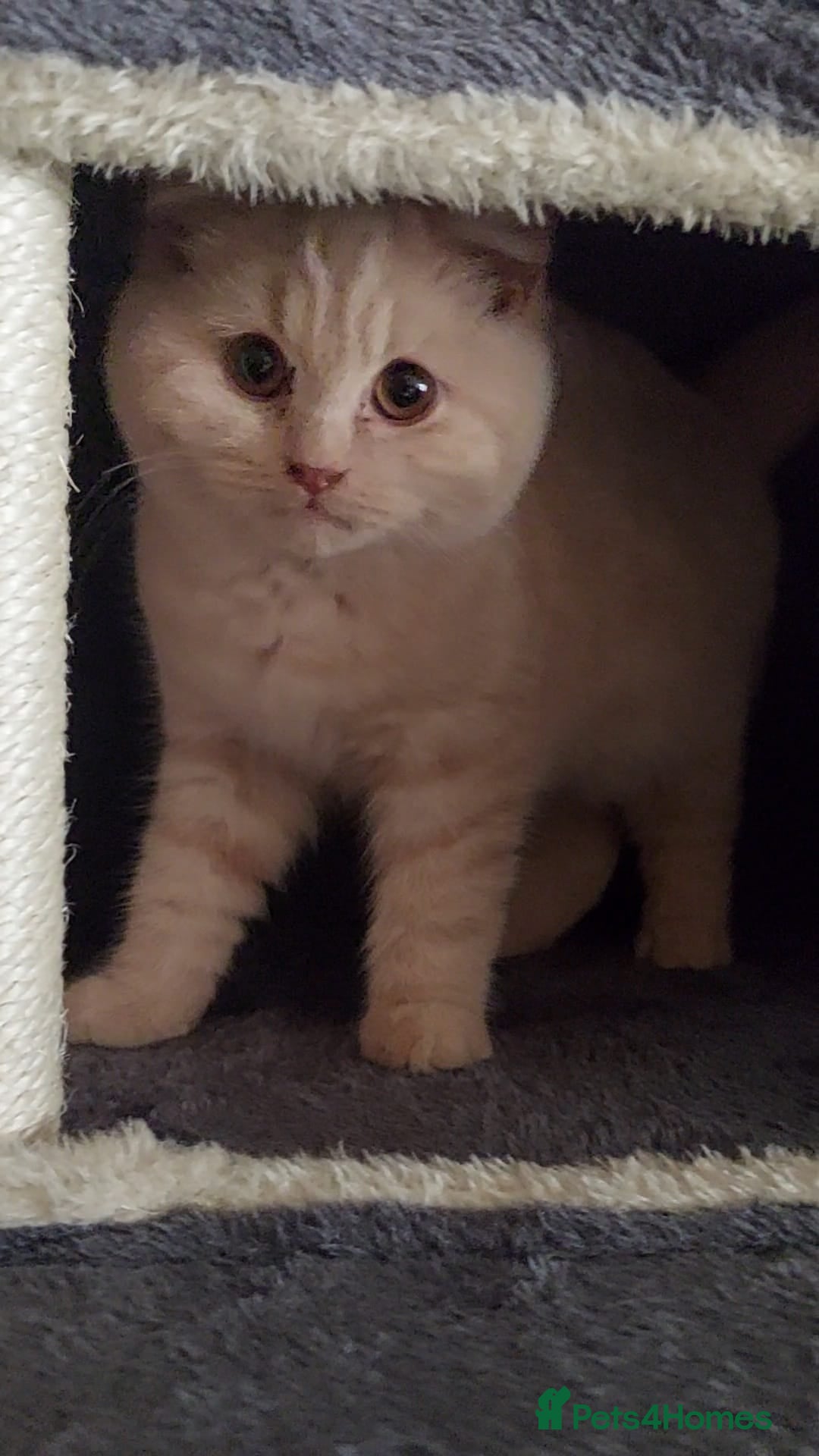 British Shorthair cats ❤️‍🔥 British Shorthair Kittens ❤️‍🔥 - Advert 6