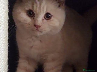 British Shorthair cats ❤️🔥 British Shorthair Kittens ❤️🔥 - Advert 6