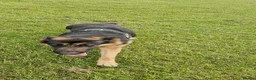 German Shepherd dogs for sale: My beautiful German Shepherd  - Advert 3
