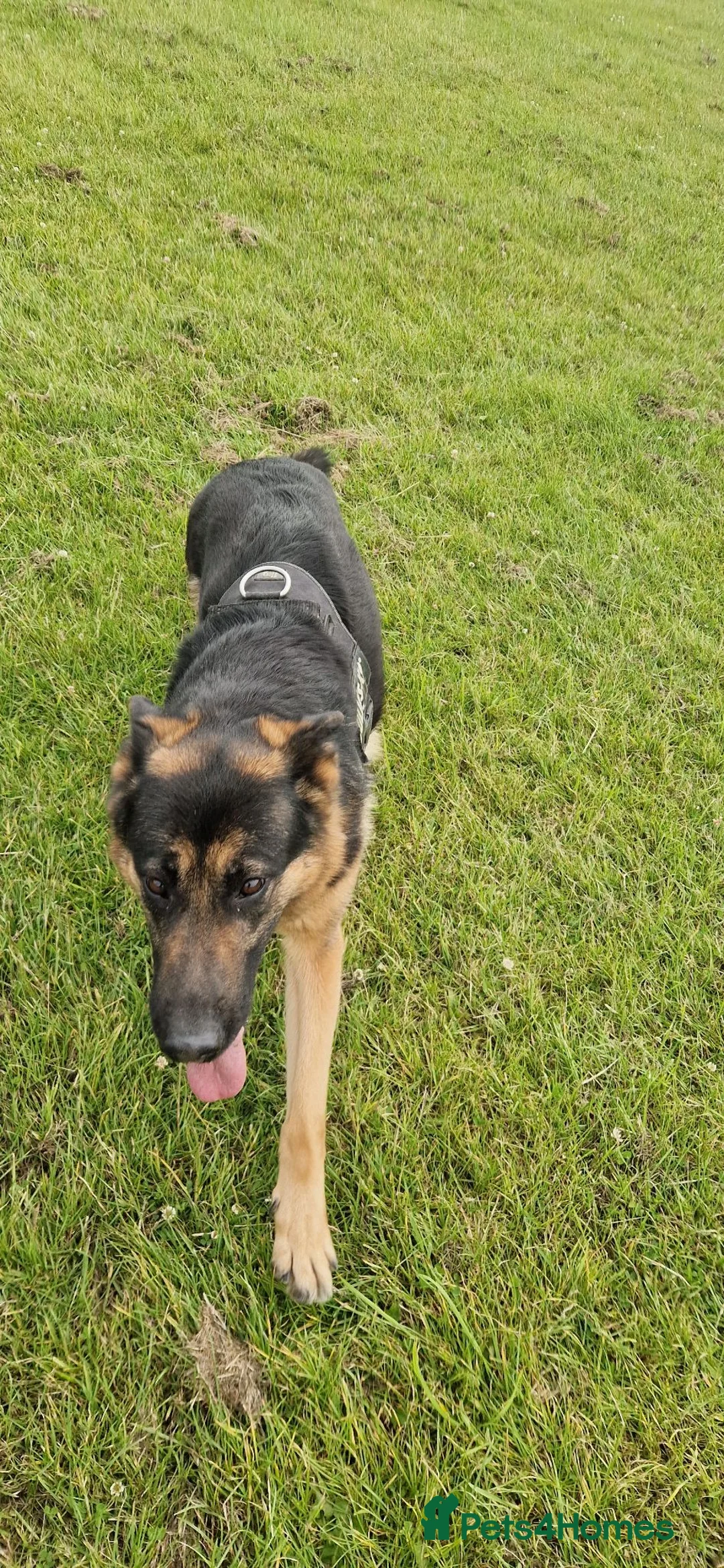 German Shepherd dogs for sale: My beautiful German Shepherd  - Advert 3