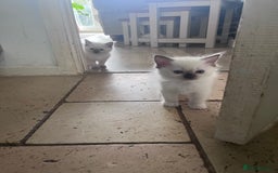 Ragdoll cats for sale: Pure breed ragdolls - Image 17