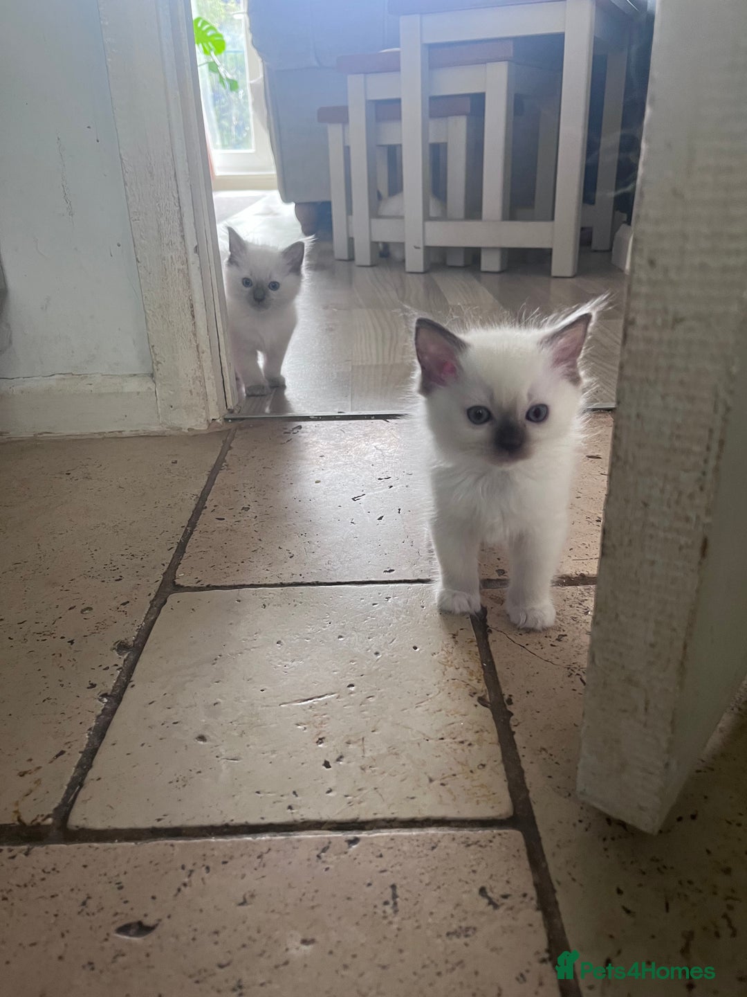 Ragdoll cats for sale: Pure breed ragdolls - Image 17