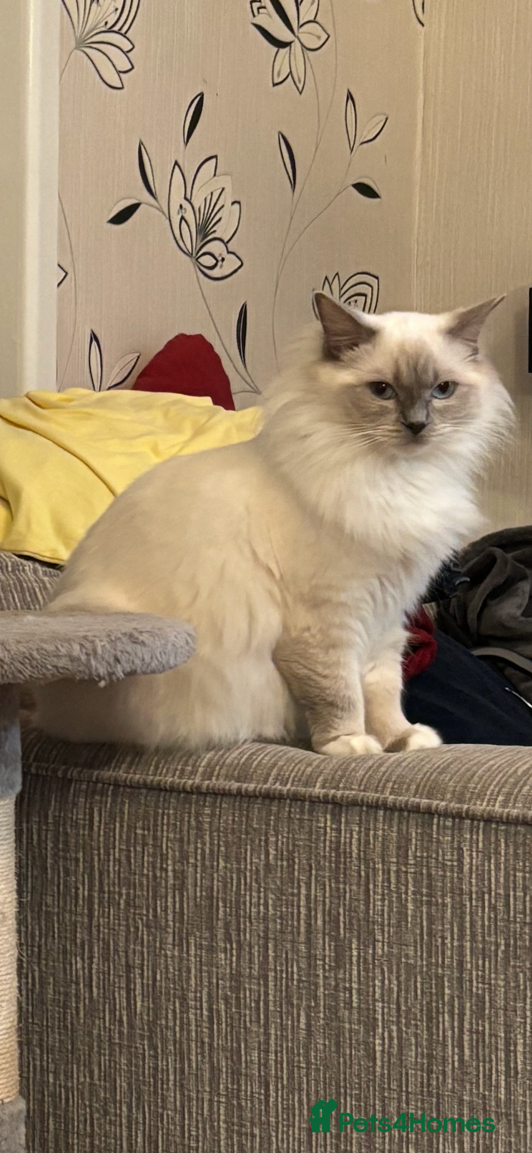Ragdoll cats for sale: Stunning Ragdoll kittens  - Advert 1