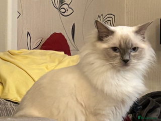 Ragdoll cats Stunning Ragdoll kittens - Advert 5