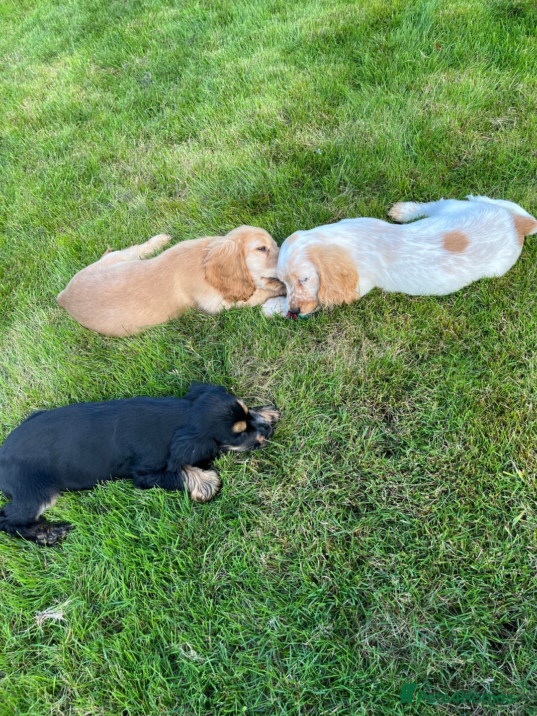 Cocker Spaniel dogs for sale: KC Health tested show type cocker spaniel puppies - Image 2