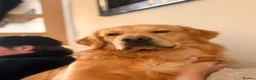 Golden Retriever dogs for sale: Murphy golden retriever  in Cardiff - Advert 1