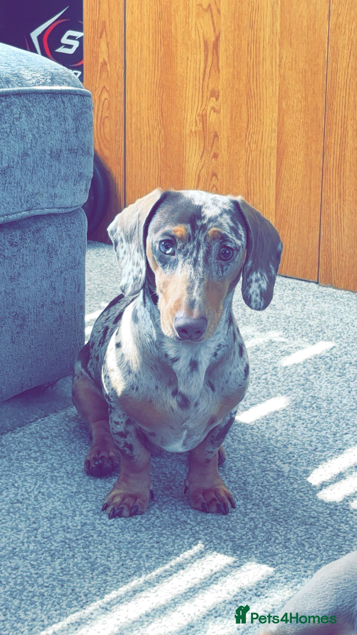 Miniature Dachshund dogs For stud  - Advert 5