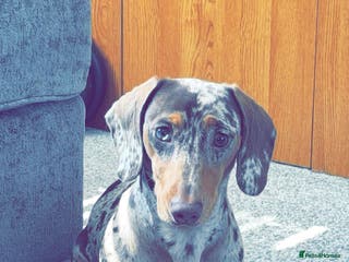 Miniature Dachshund dogs For stud - Advert 24