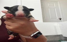 English Bull Terrier dogs for sale: Janineabullz bull terriers beautiful litter  - Image 17