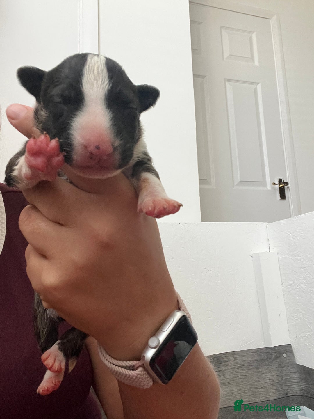 English Bull Terrier dogs for sale: Janineabullz bull terriers beautiful litter  - Image 17
