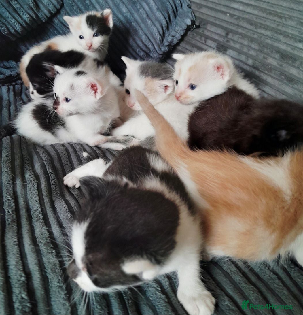 Mixed Breed cats 11 Adorable kittens 🐾 - Advert 1