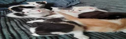 Mixed Breed cats for sale: 11 Adorable kittens 🐾 in Birmingham - Advert 1