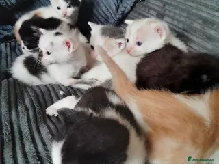 Mixed Breed cats 11 Adorable kittens 🐾 - Advert 1
