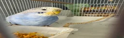 Budgerigars birds for sale: budgiefor sale with cage and food and accessories  - Advert 3