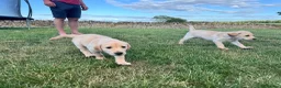 Labrador Retriever dogs for sale: KC Registered Working Labrador Pups  - Advert 13