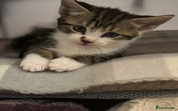 Domestic Shorthair cats for sale: Beautiful friendly Kittens  - Image 21