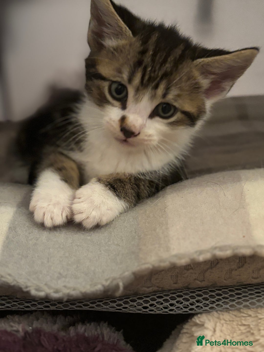 Domestic Shorthair cats for sale: Beautiful friendly Kittens  - Image 21