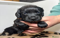 Cocker Spaniel dogs for sale: Working Cocker Spaniel  - Image 8