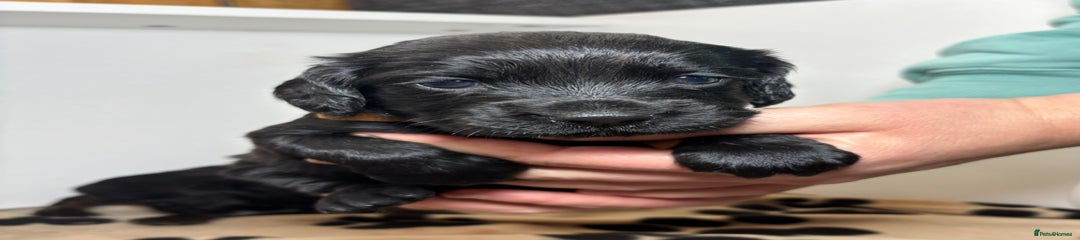 Cocker Spaniel - puppy 1