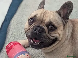 Mixed Breed dogs 💙🐶 BEAR – HE'S DONE NOTHING WRONG... - Advert 10