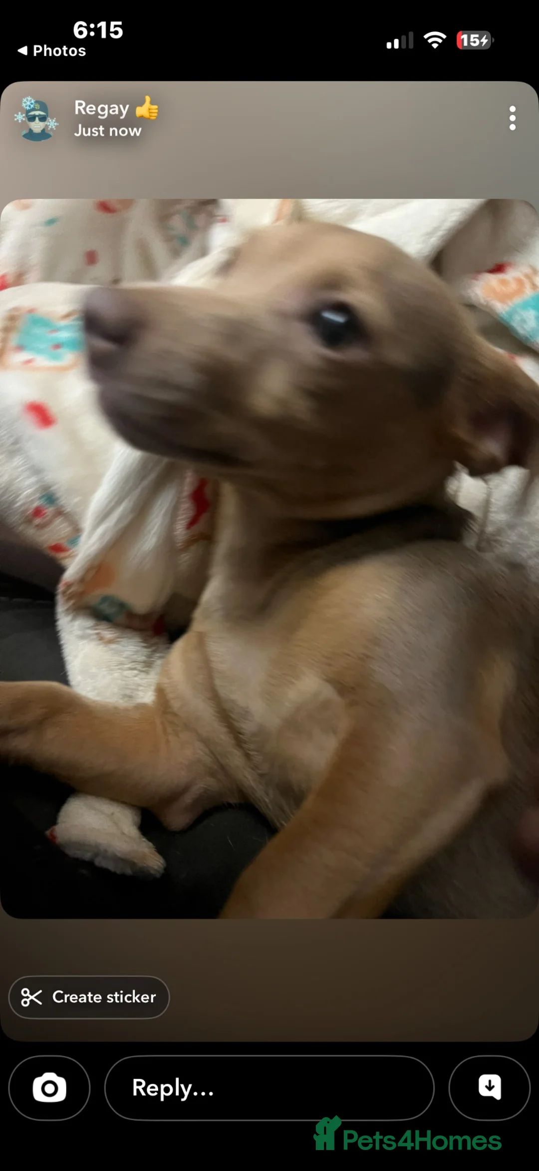 Jack Russell dogs for sale: Last boy left  - Advert 2