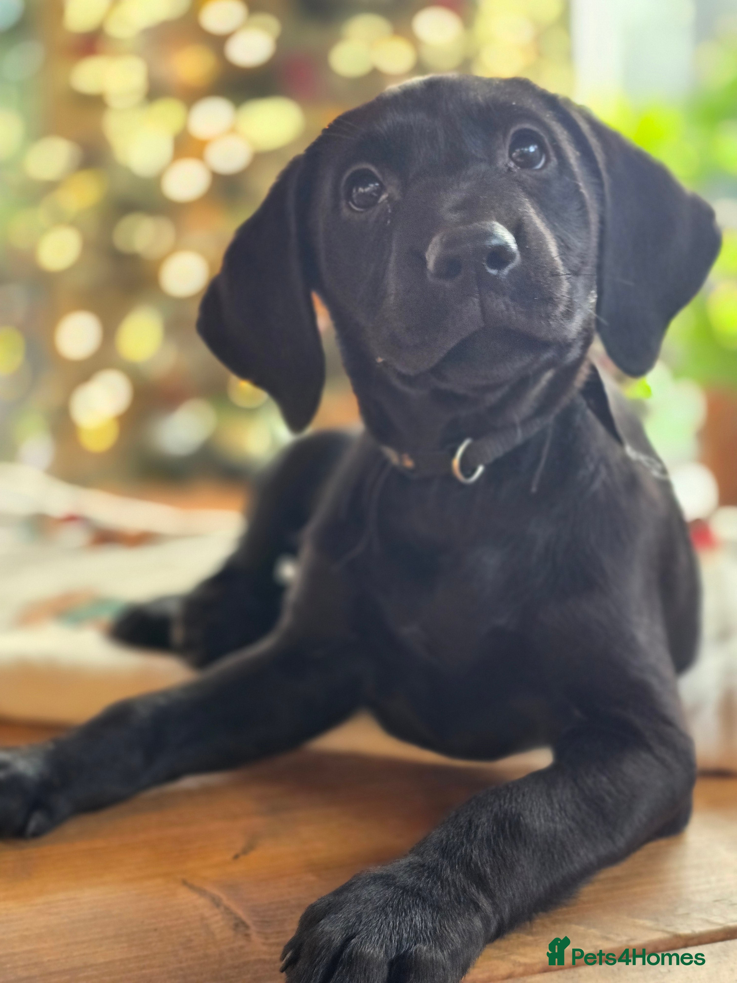 Labrador Retriever dogs Beautiful Labradors. View and Collect Today! - Advert 10