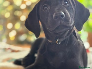 Labrador Retriever dogs Beautiful Labradors. View and Collect Today! - Advert 2