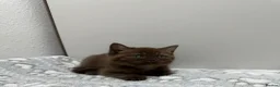 British Shorthair cats for sale: Stunning chocolate BSH & BLH kittens - Advert 4